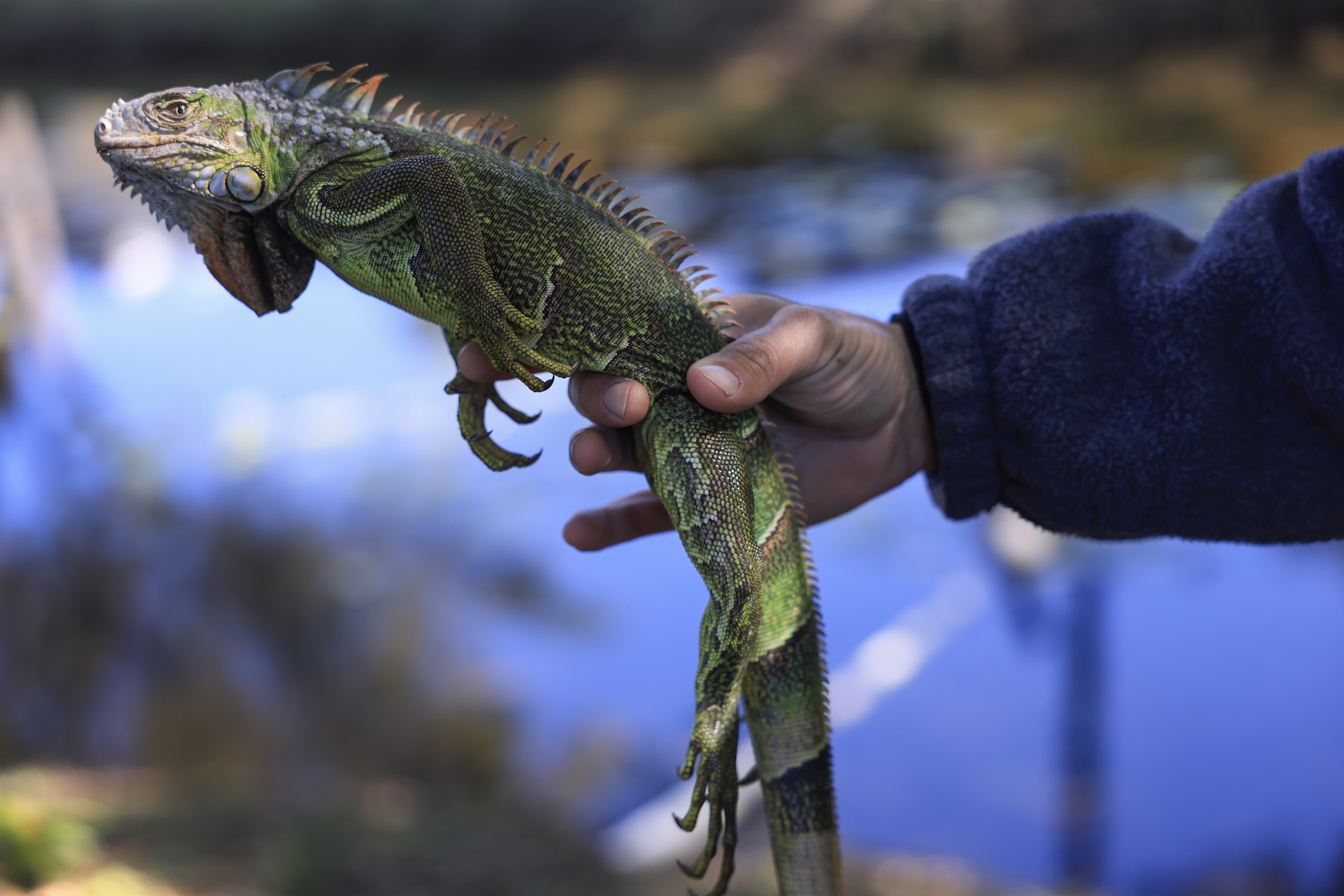 A man holds up a cold-stunned green iguana.