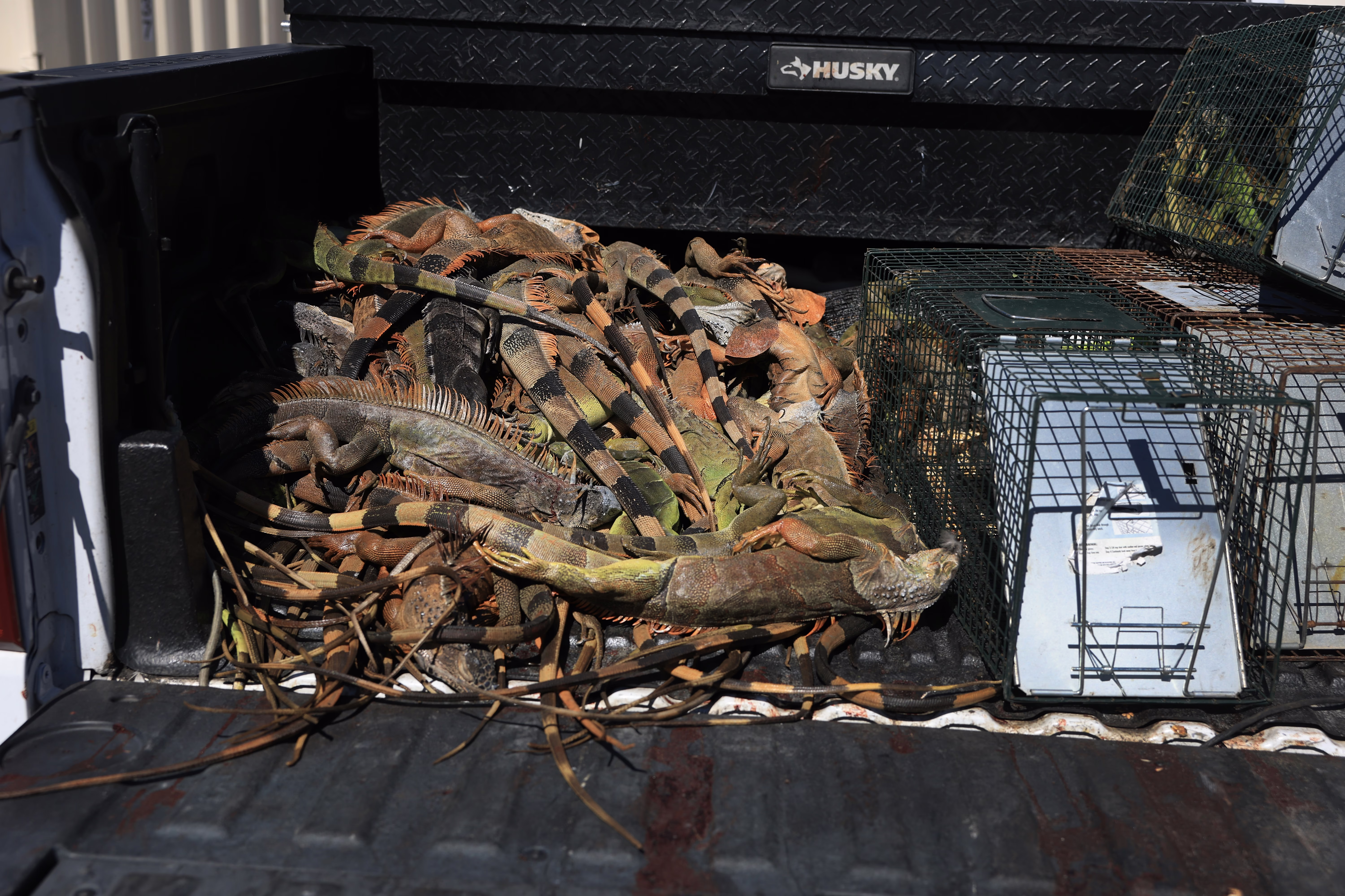 Dozens of iguanas, piled in the back of a pickup truck