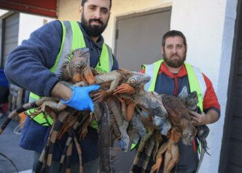 Photos: Cold-Stunned Iguanas in Florida