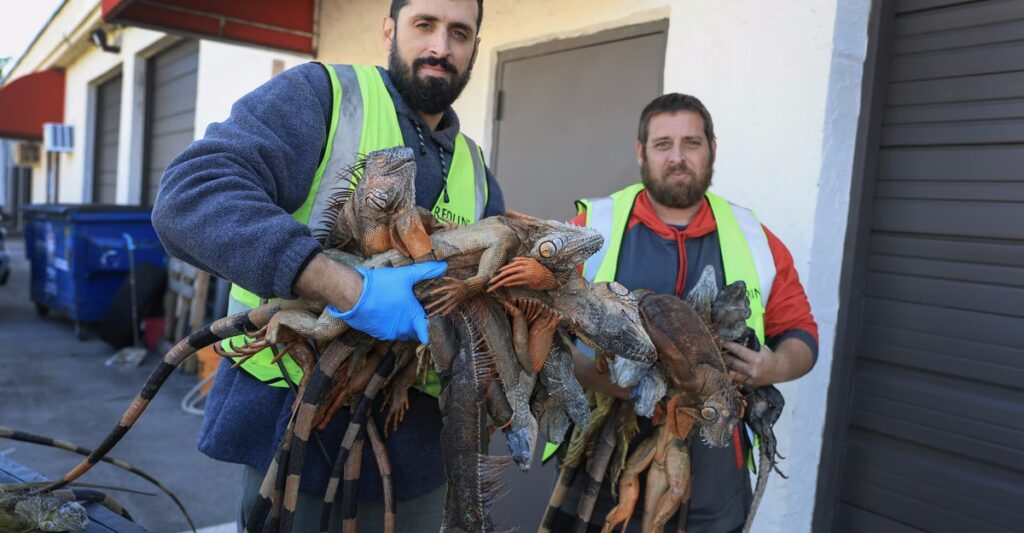 Photos: Cold-Stunned Iguanas in Florida