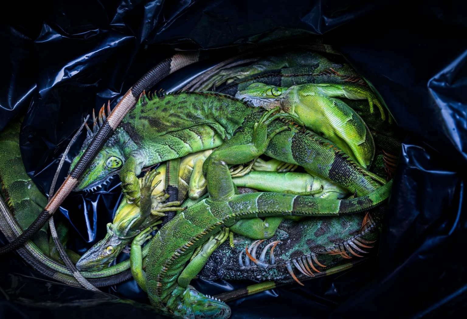 A resident walked through a neighborhood picking up dead and cold-stunned iguanas on February, 2026, in West Palm Beach, Florida.