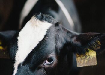 America’s Cows Are Making Too Much Butterfat