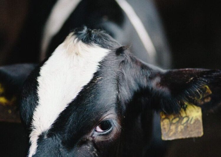 America’s Cows Are Making Too Much Butterfat