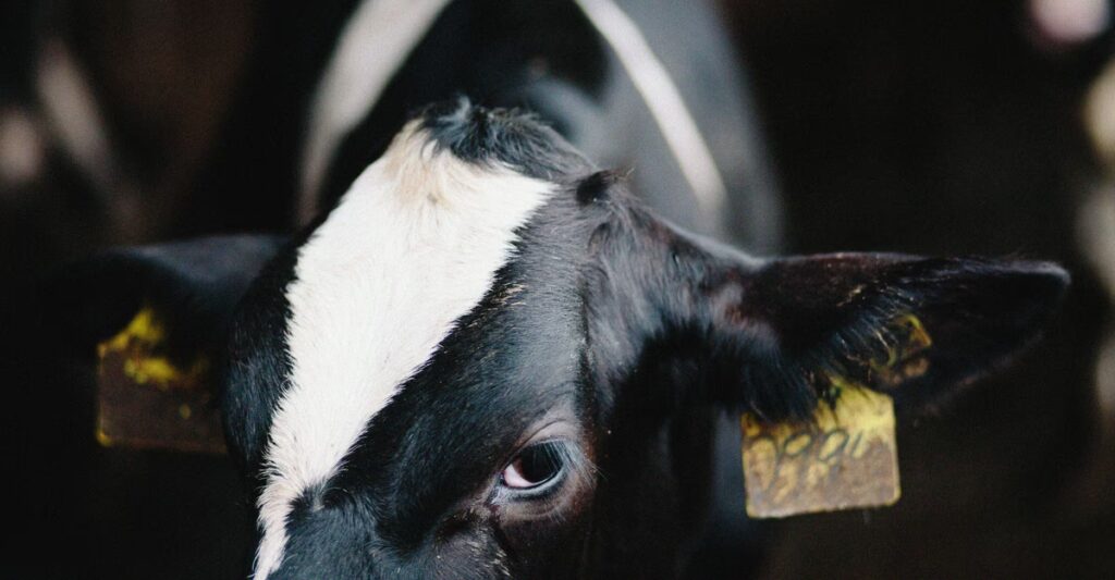 America’s Cows Are Making Too Much Butterfat