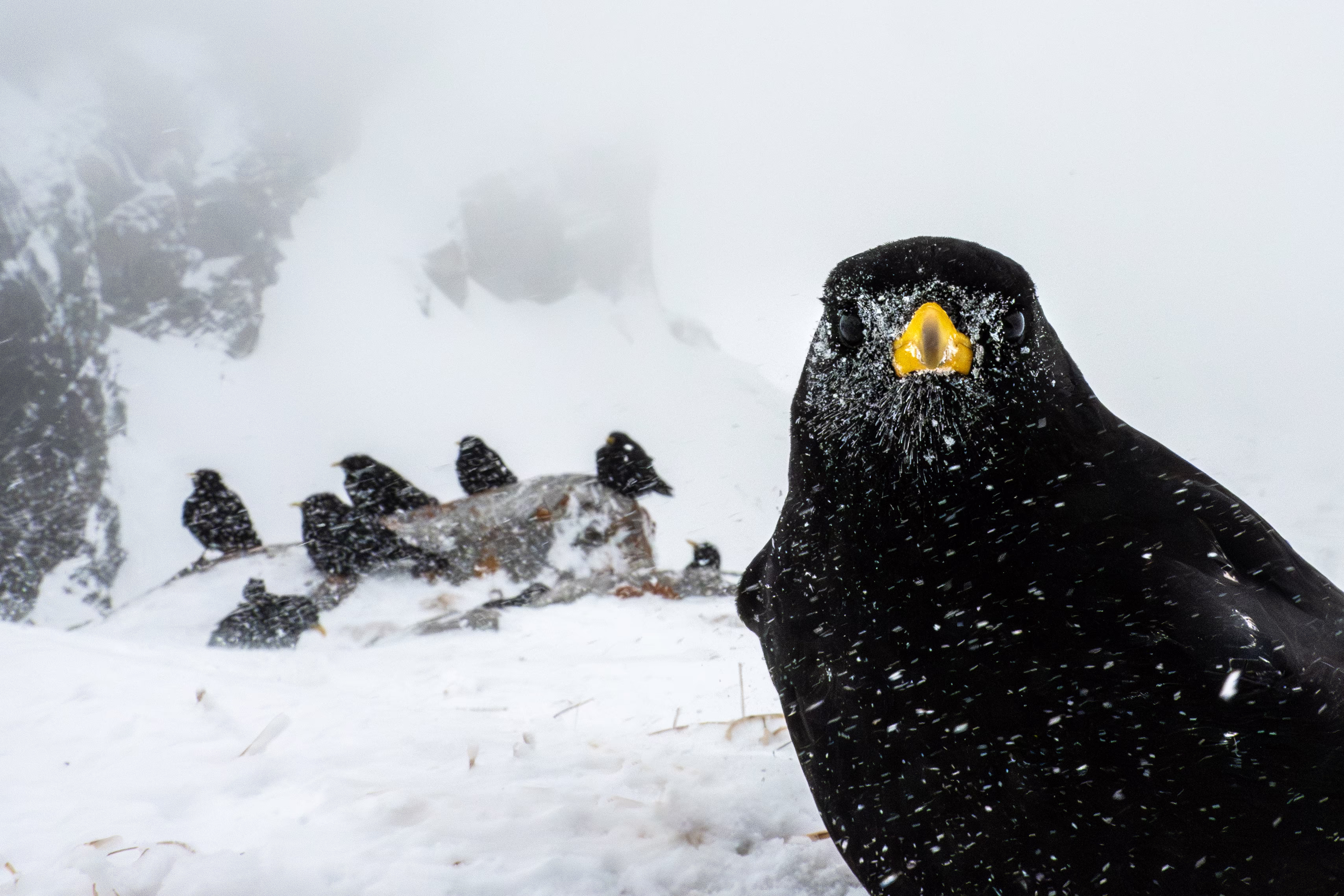 A flock of black birds sit on a rock and snowy ground in a snow storm. One of the birds, close to the camera, looks into the lens.