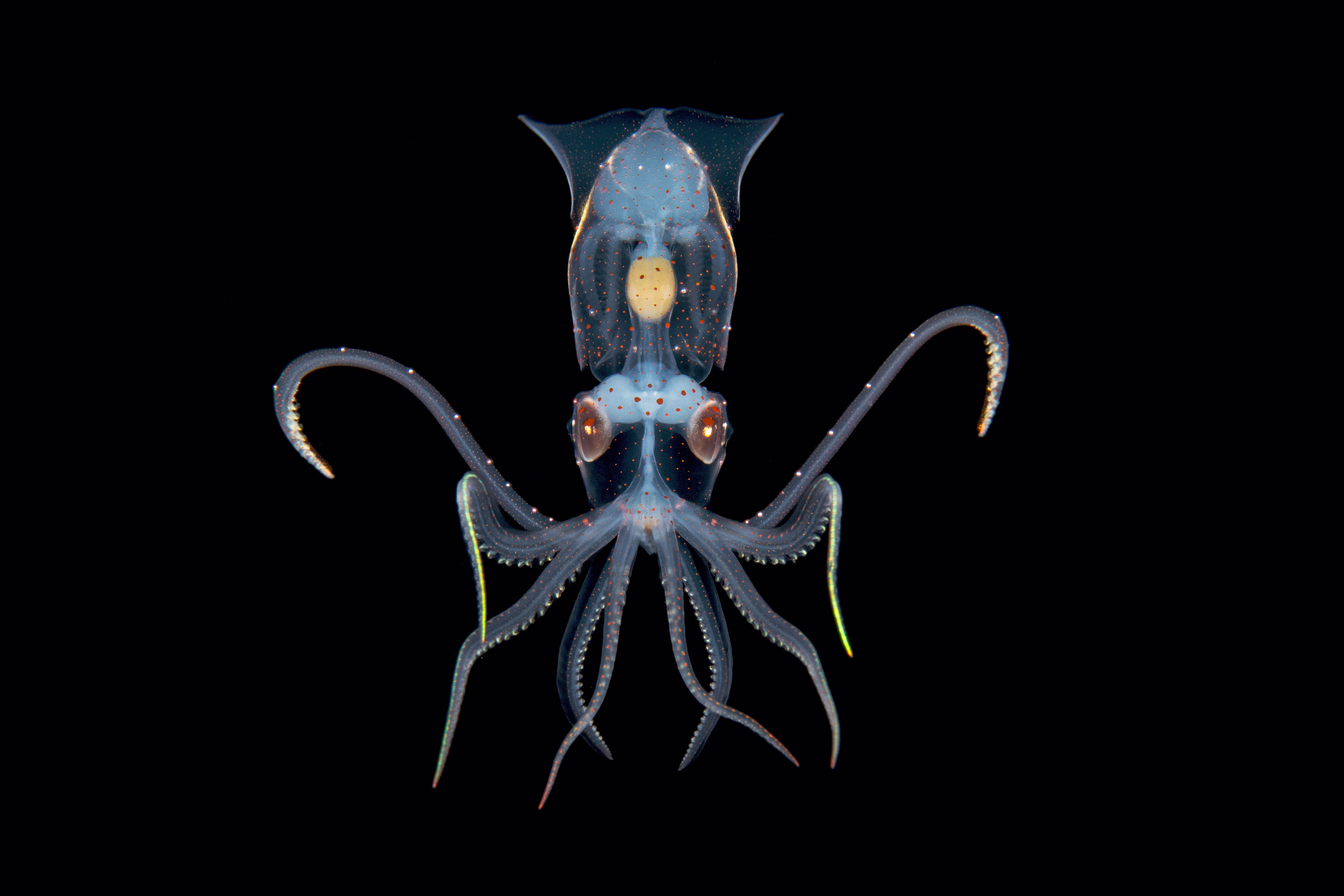 A small, mostly-transparent squid, floating in dark water