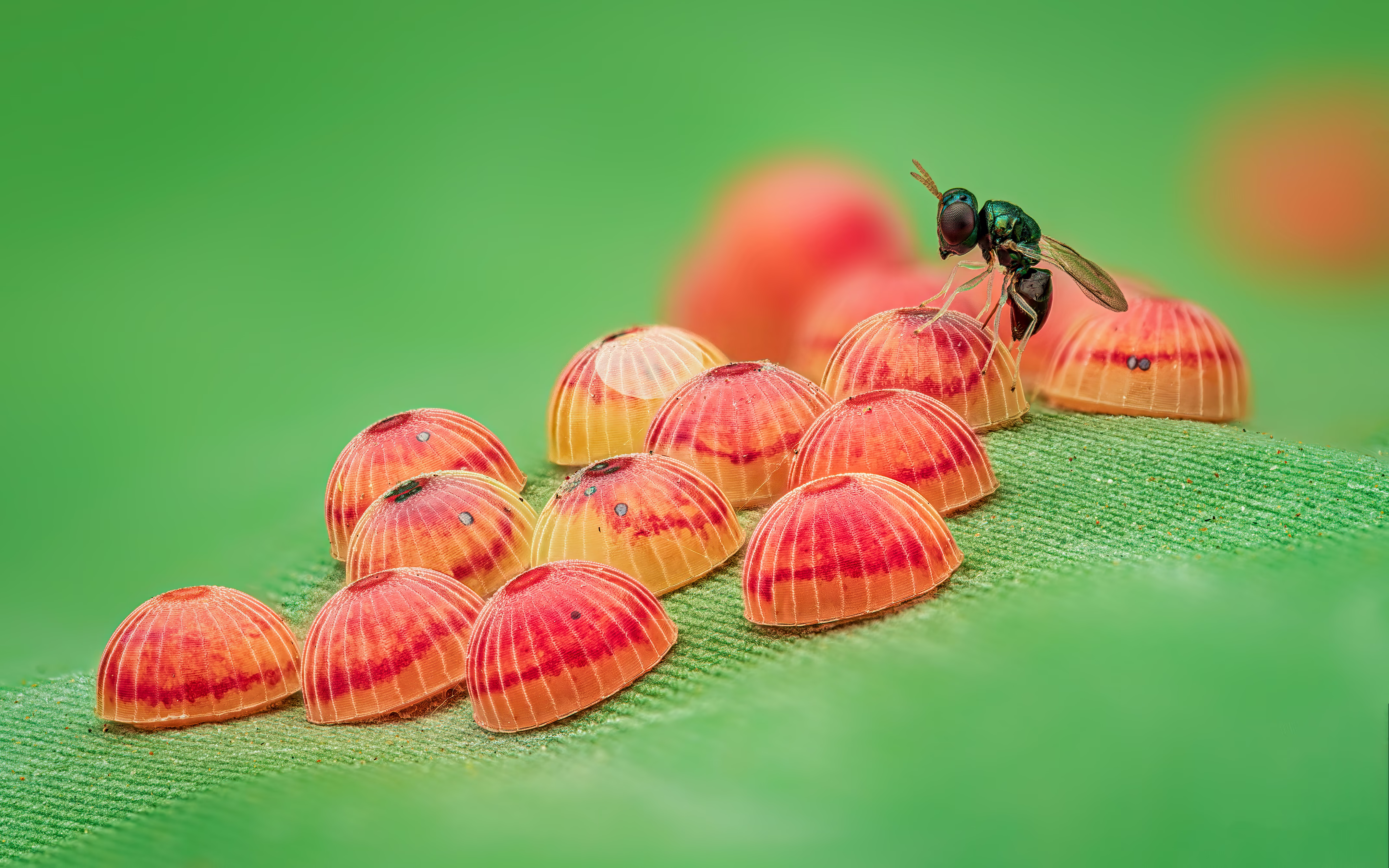 A small parasitic wasp perches on one of several half-dome-shaped butterfly eggs on a leaf.