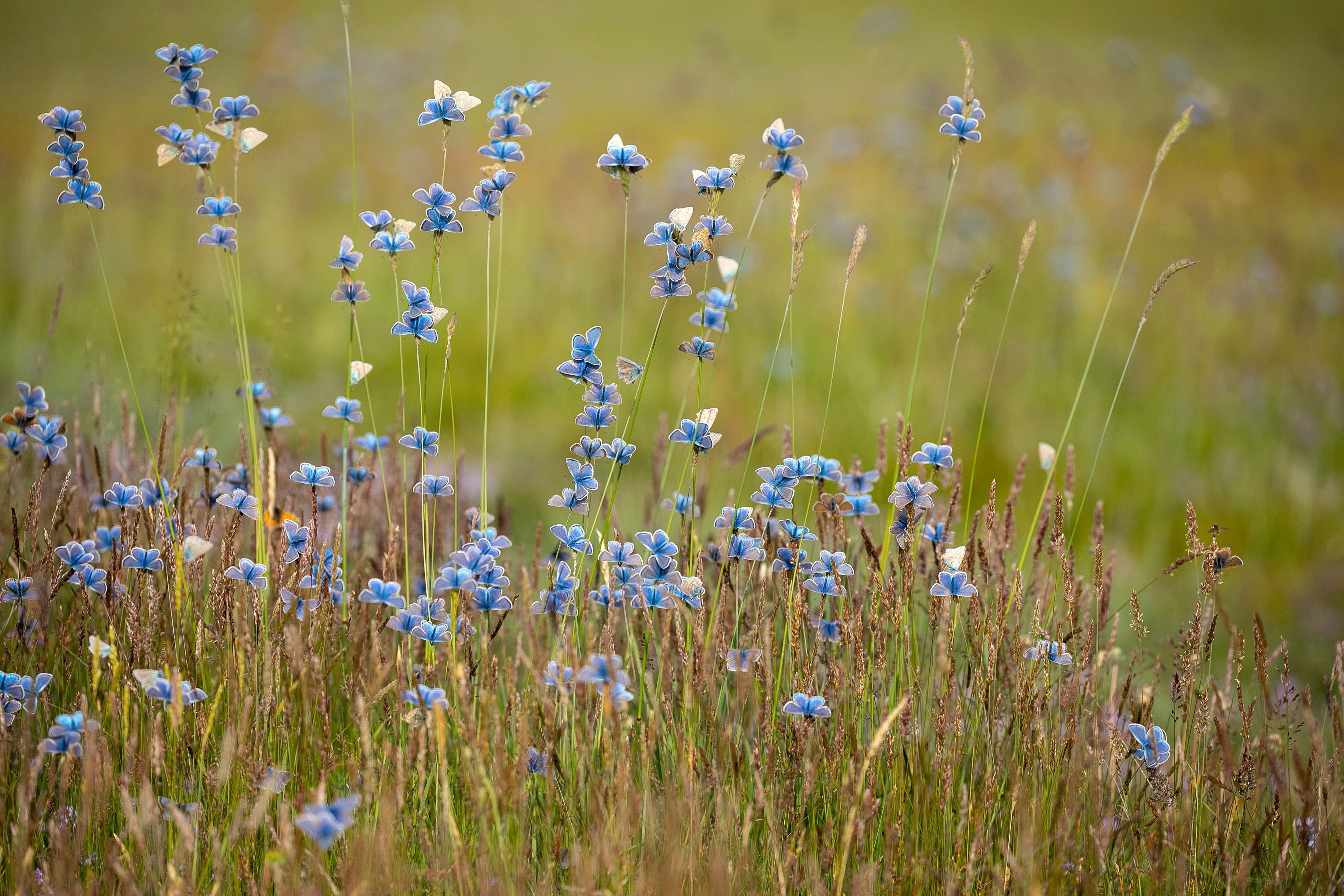 Dozens of blue butterflies cling to tall grass stalks, looking like a field of blue flowers.