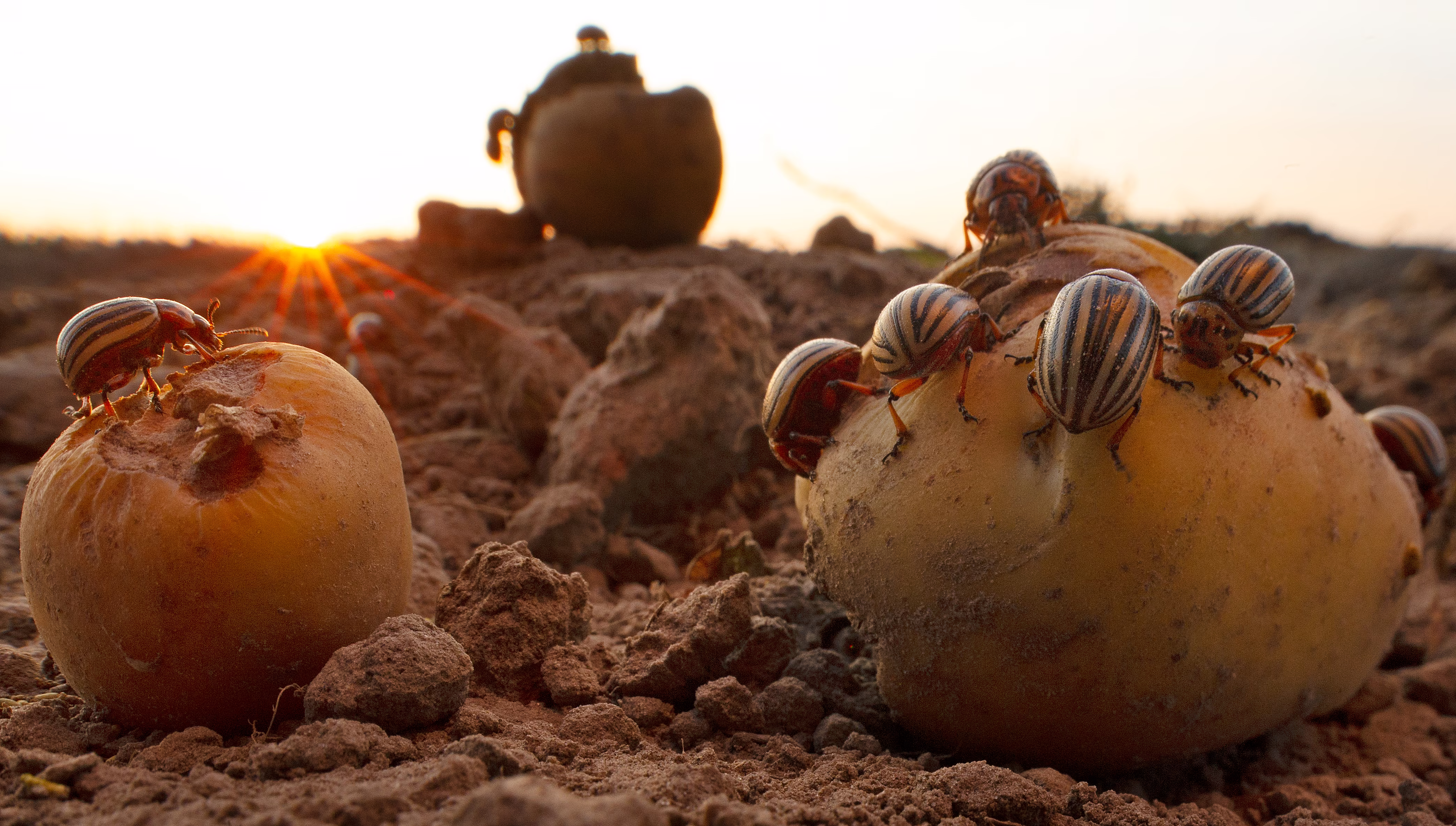 A close view of a number of beetles feeding on potatoes lying in a field