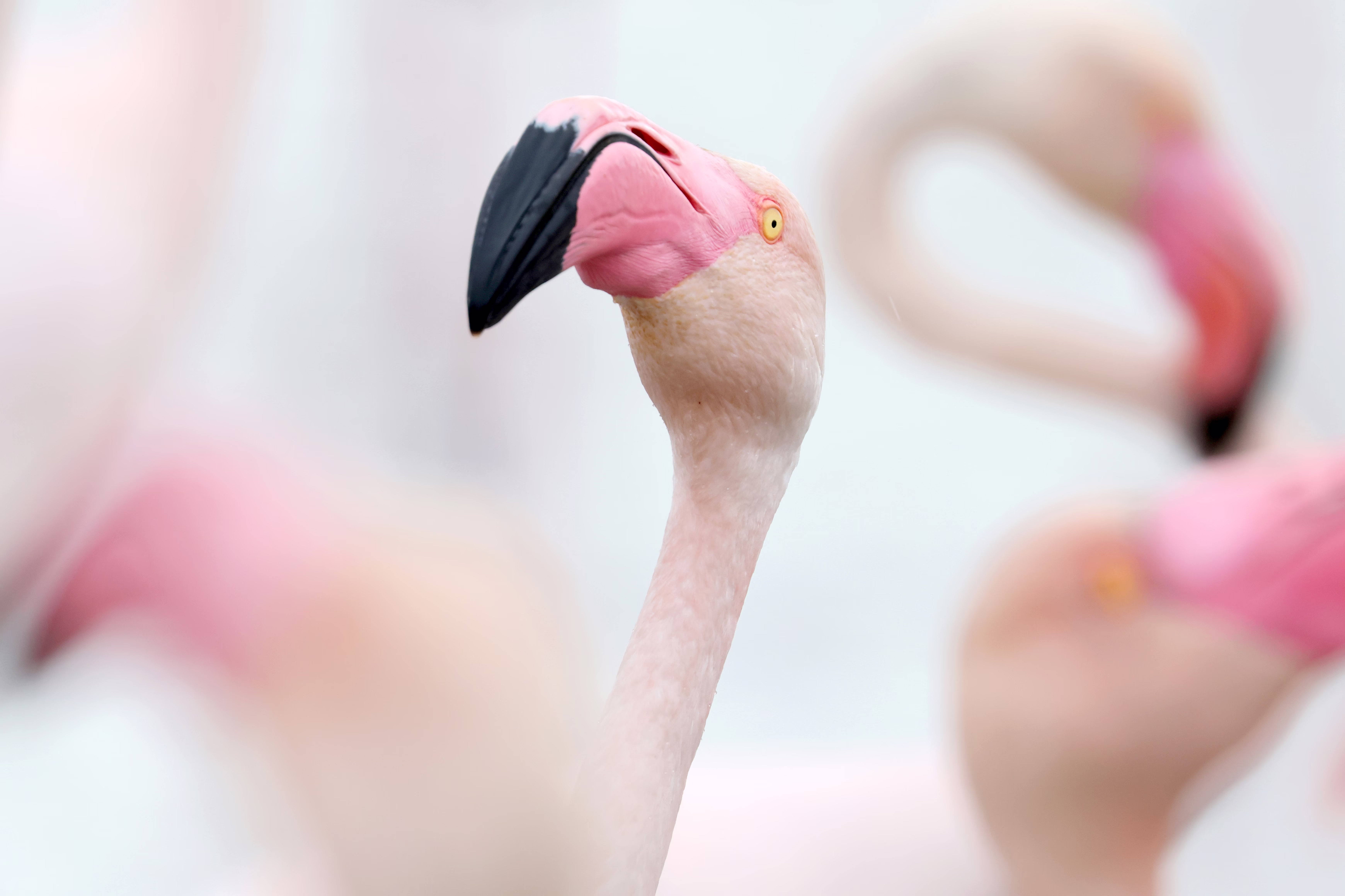 A close view of a flamingo among other flamingoes