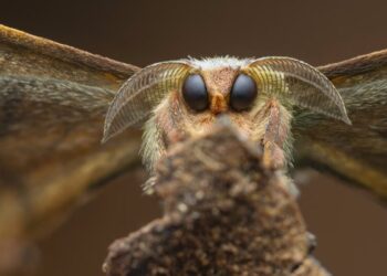 Winners of the 2025 Close-Up Photographer of the Year