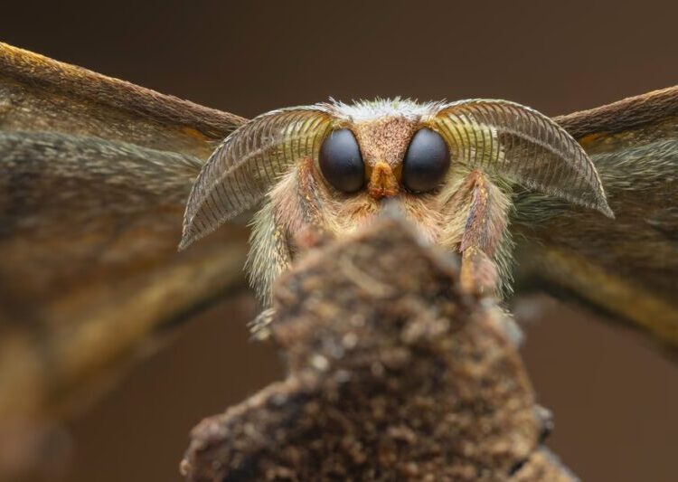 Winners of the 2025 Close-Up Photographer of the Year