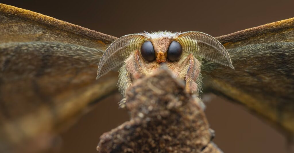 Winners of the 2025 Close-Up Photographer of the Year