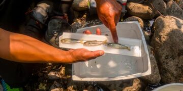 Trump torpedoed Biden’s $1 billion plan to save American salmon, leaving species ‘on the brink of extinction’