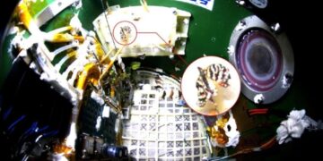 Butterfly Emerges From Chrysalis in Zero Gravity