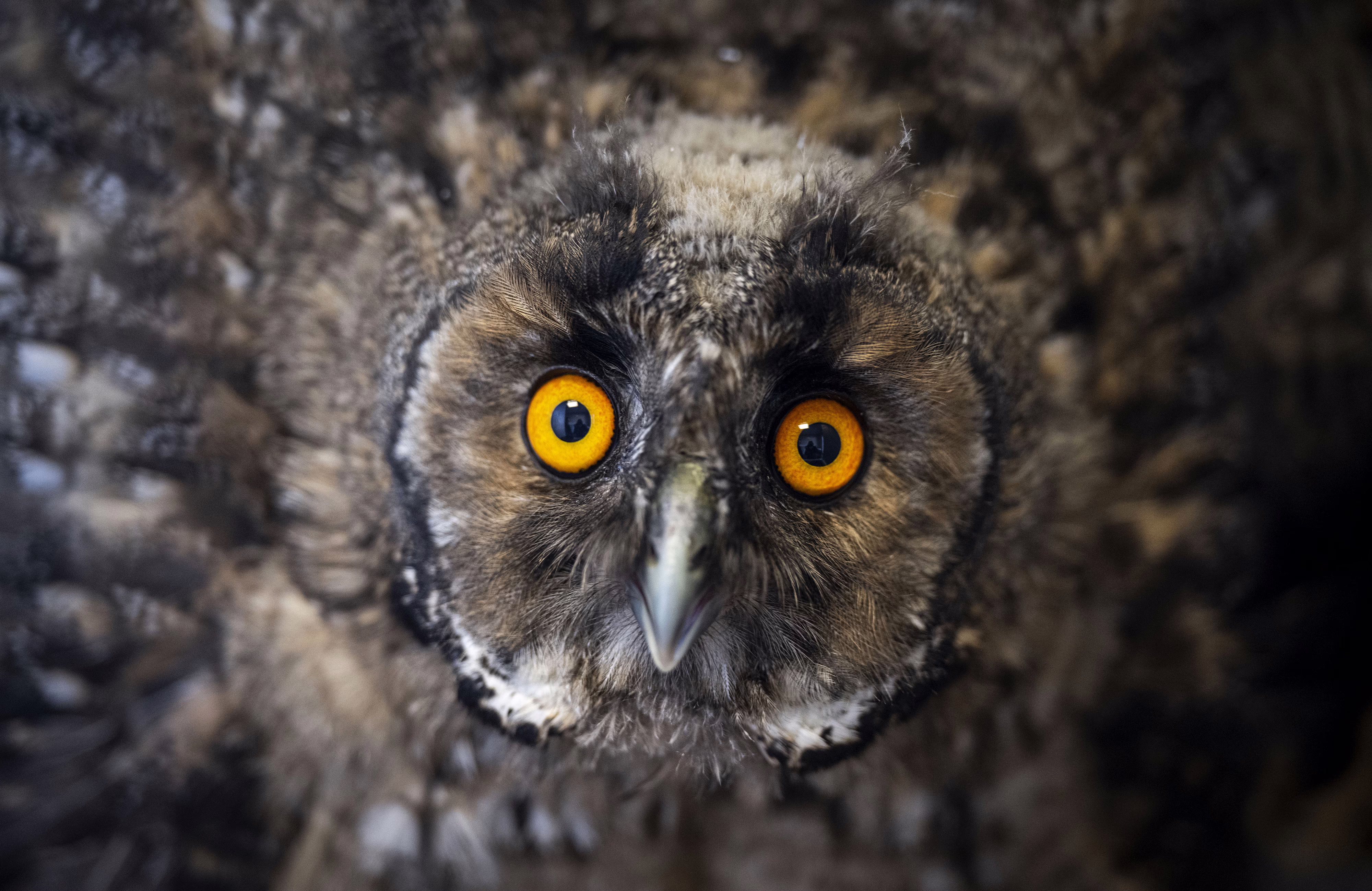 A close view of an owl looking right at the camera, with its wings and feathers puffed up