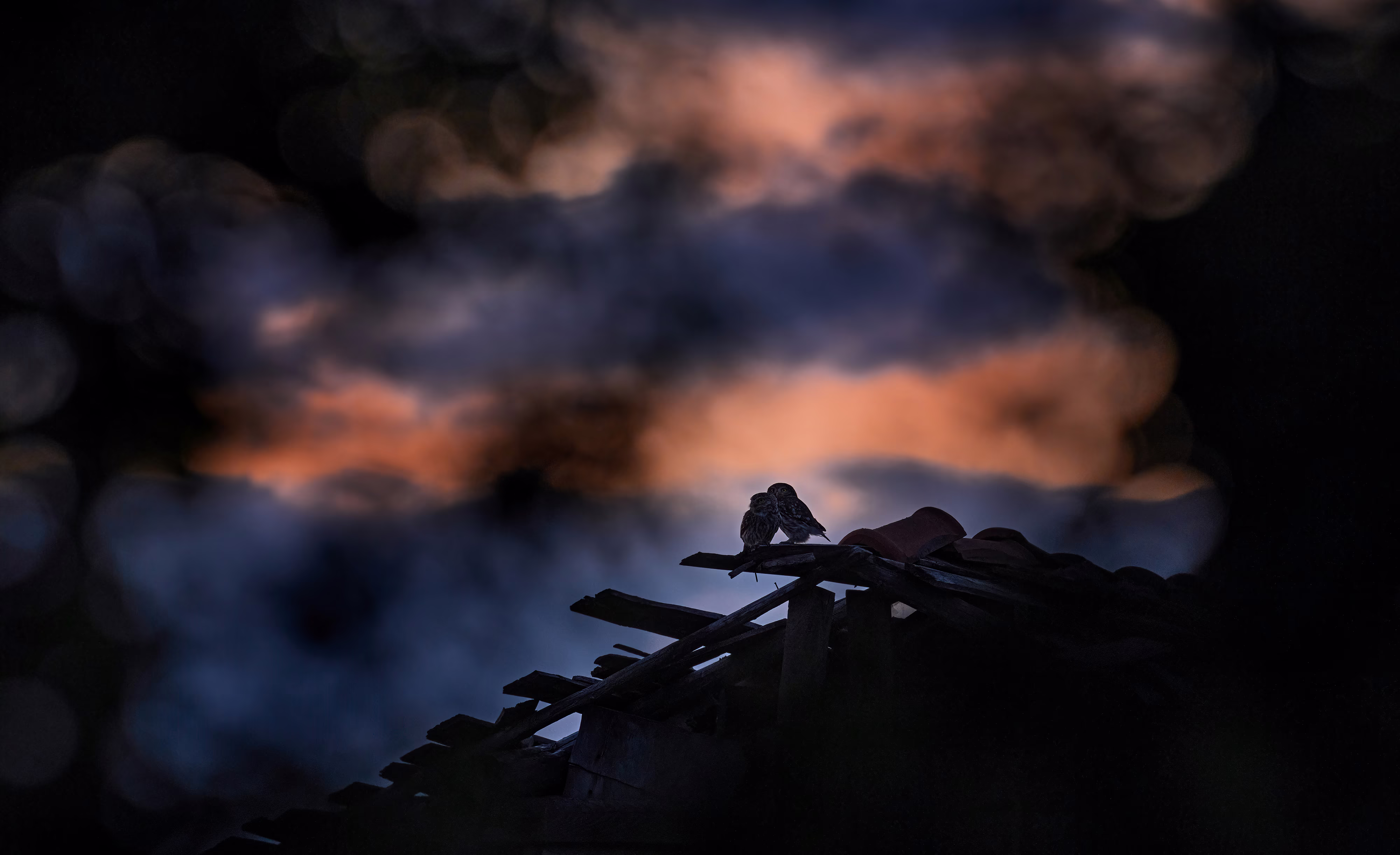 A pair of owls perch together on a dilapidated rooftop.