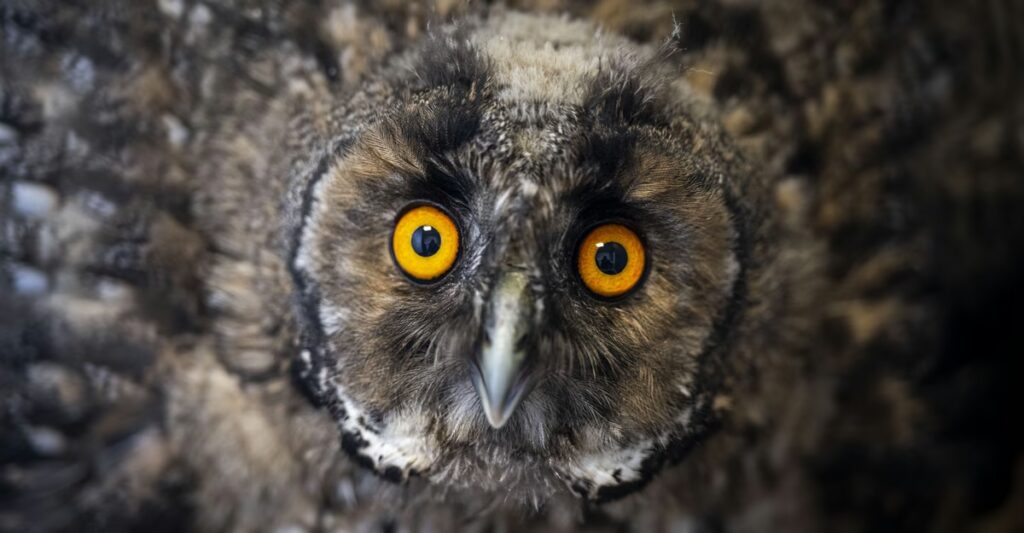 Superb Owl Sunday X