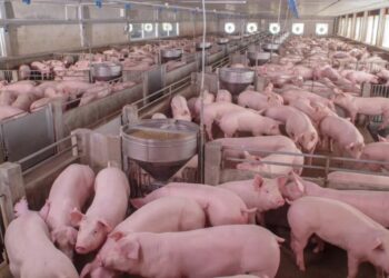 NYS man headed to prison for trying to hire hog farmer to kill love rival, feed him to pigs