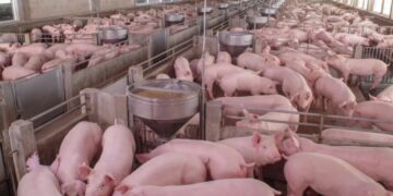NYS man headed to prison for trying to hire hog farmer to kill love rival, feed him to pigs