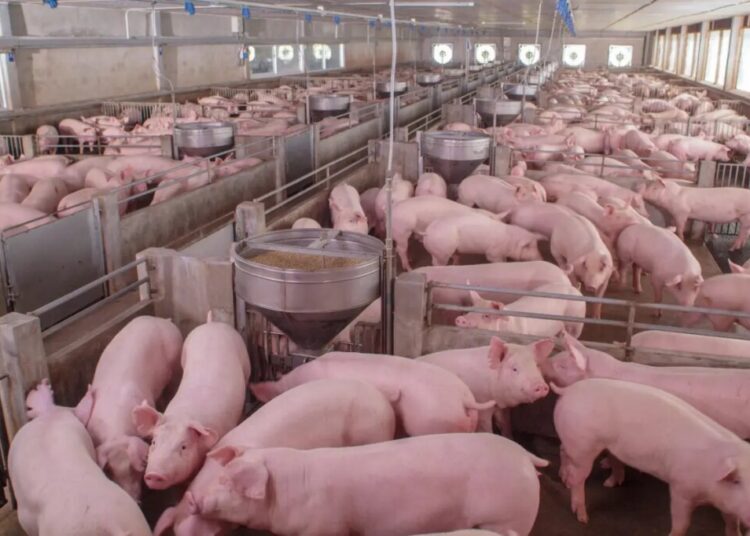 NYS man headed to prison for trying to hire hog farmer to kill love rival, feed him to pigs