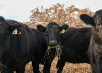 America’s vanishing cattle herd drives 15% price hikes for beef