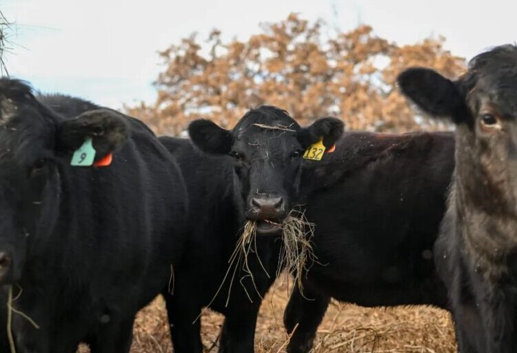America’s vanishing cattle herd drives 15% price hikes for beef