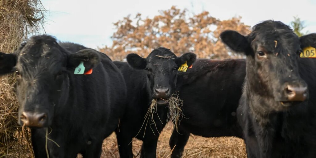 America’s vanishing cattle herd drives 15% price hikes for beef