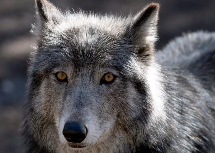 How Many Wolves Is Enough?