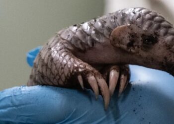 Happy Pangolin Day: the prize for the shy scaly creature as world’s most trafficked mammal
