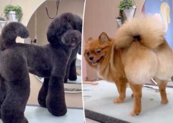 Baby’s got back: Meet the groomer whose set off a BBL craze – for pooches