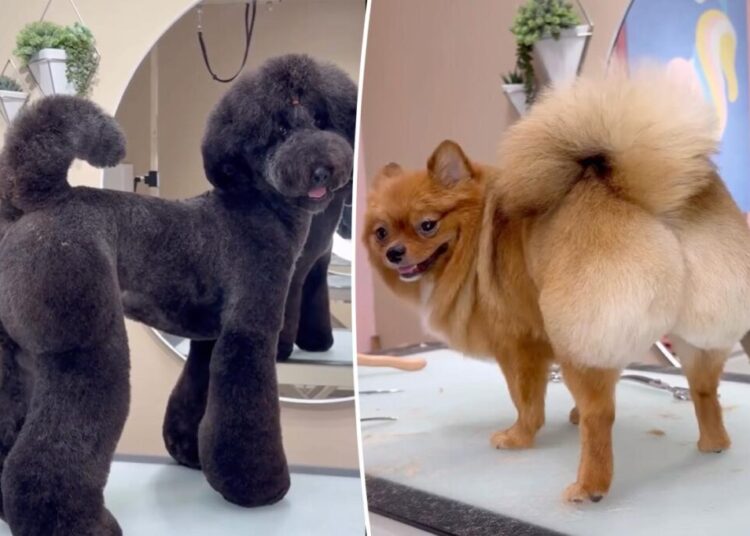 Baby’s got back: Meet the groomer whose set off a BBL craze – for pooches