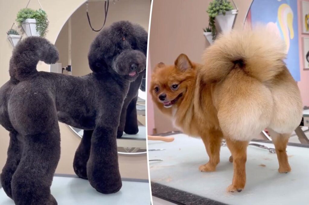 Baby’s got back: Meet the groomer whose set off a BBL craze – for pooches