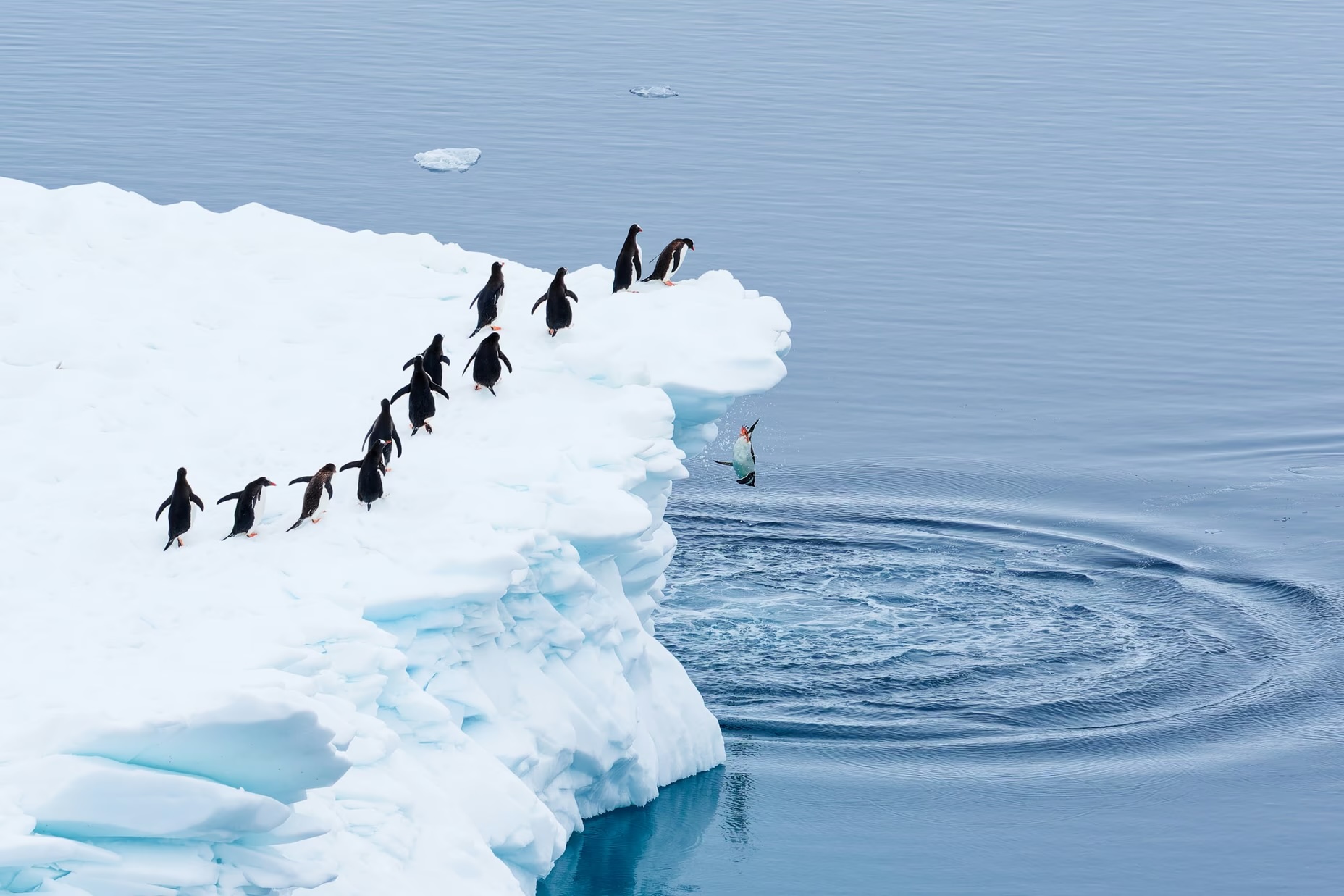 Queuing for Departure. A group of gentoo penguins lines up to jump into the antarctic sea.