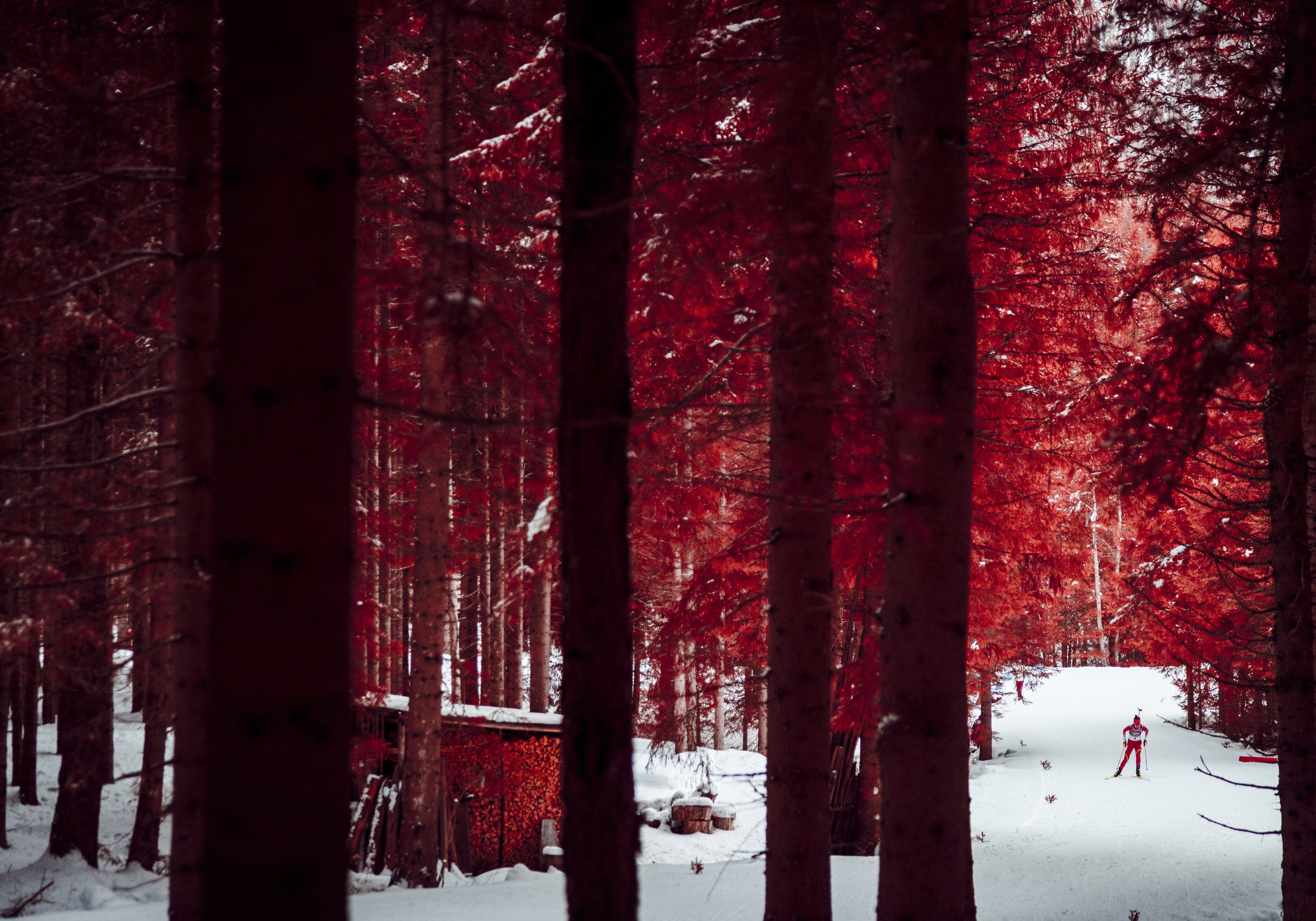 An infrared image of a skier racing through a forest gives the trees a reddish color.