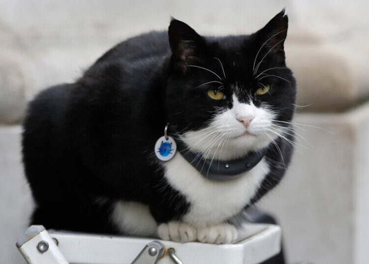Palmerston, the Former ‘Chief Mouser’ for Britain’s Foreign Office, Dies