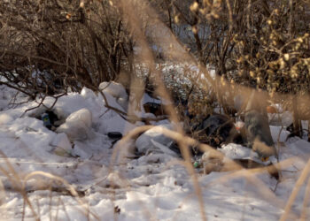 Mamdani to Reinstitute Homeless Encampment Sweeps