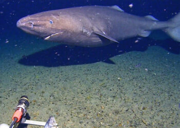 A Rare Glimpse of a Sleeper Shark in Antarctic Waters