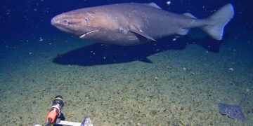 A Rare Glimpse of a Sleeper Shark in Antarctic Waters