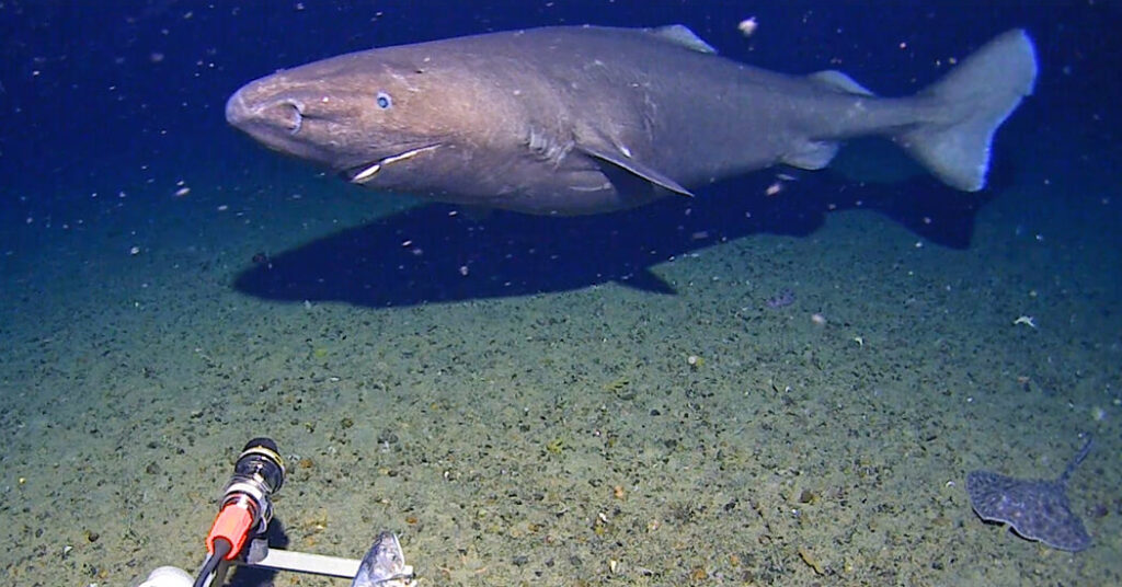 A Rare Glimpse of a Sleeper Shark in Antarctic Waters