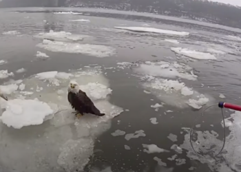 Bald Eagle, Marooned on Ice Chunk in Hudson, Is Rescued by Police