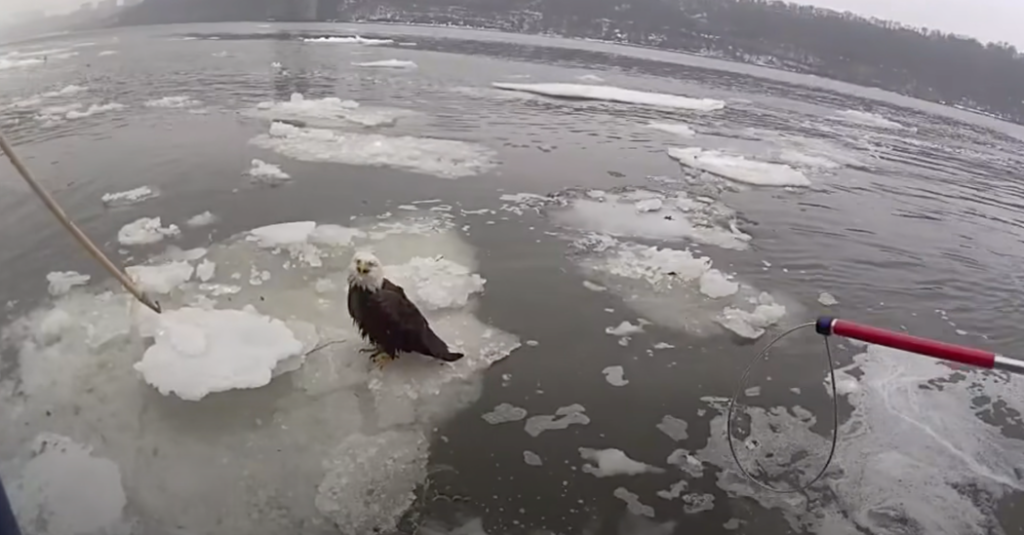 Bald Eagle, Marooned on Ice Chunk in Hudson, Is Rescued by Police