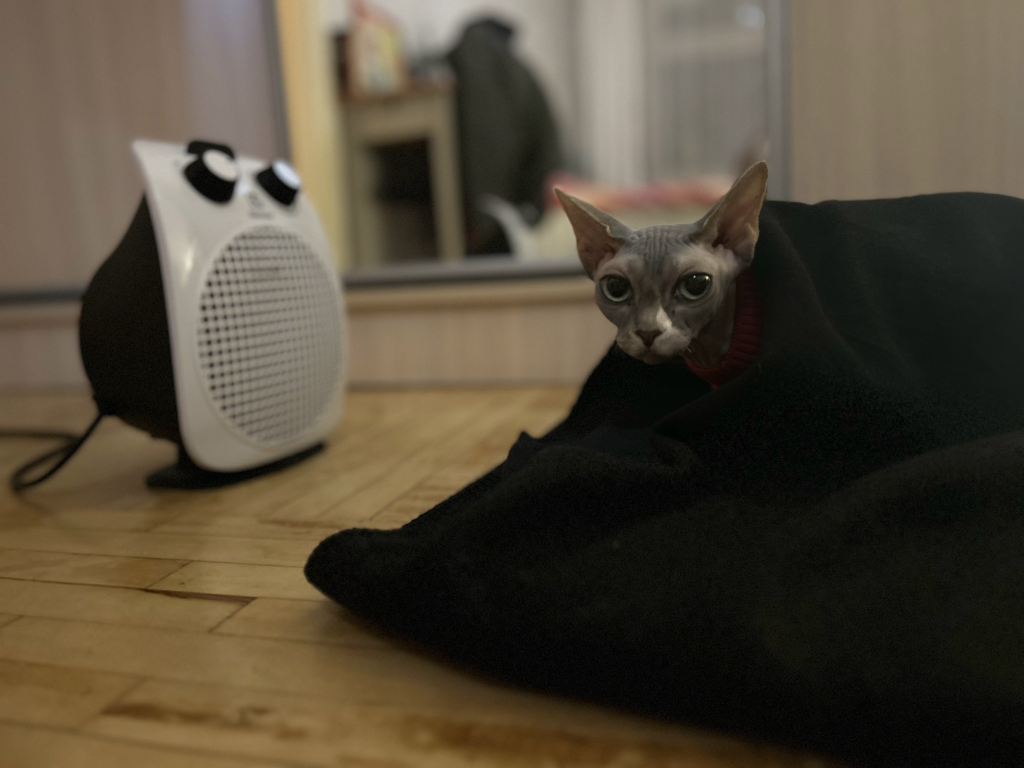 Lola the hairless cat wrapped in a black blanket, looking at the camera next to a space heater.