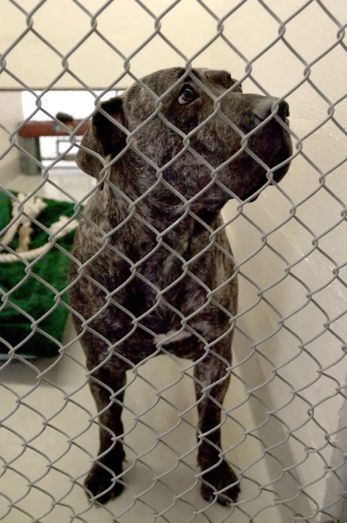 Hera, a brindle Mastiff-Canary Island breed, sits behind a chain-link fence in an animal shelter.