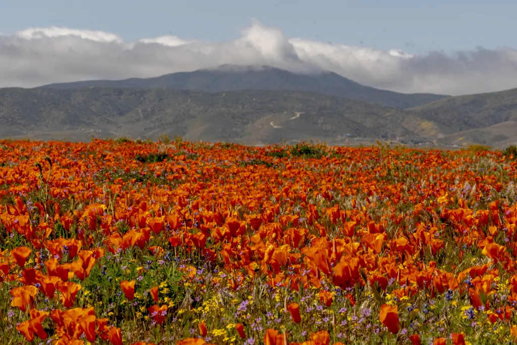 A field of orange poppies and other wildflowers with mountains and clouds in the background.