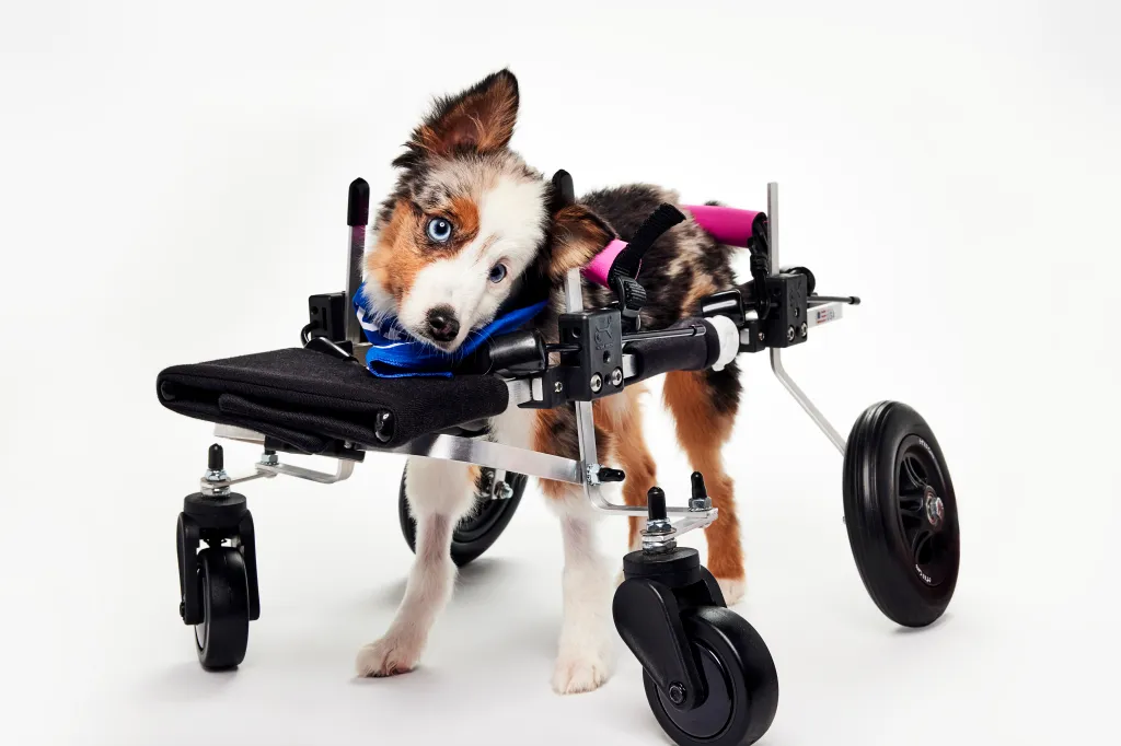 Puppy with blue bandana on Team Fluff in a wheelchair.