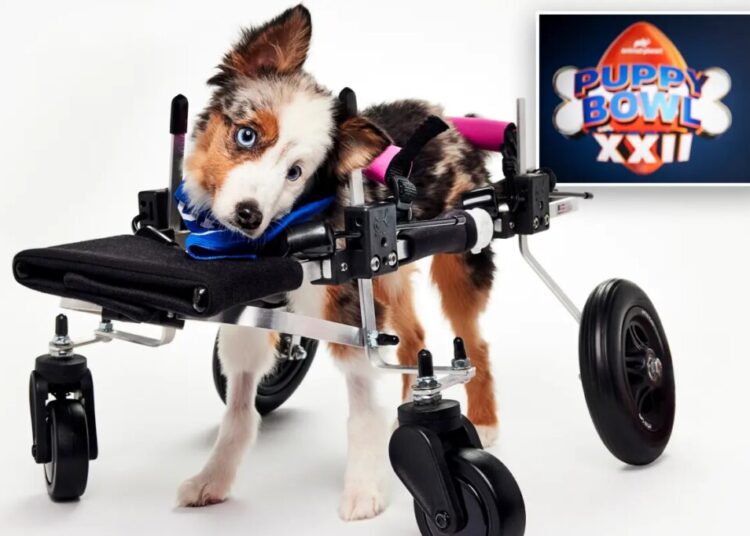 Puppy Bowl XXII winner Teigan dead, rescue center reveals