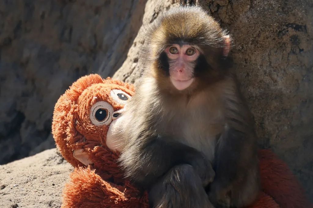 A macaque monkey named Punch sitting with a stuffed orangutan toy.
