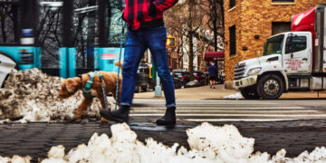 Dog Poop Wars: In New York, the Snow Is Foul, and So Is the Discourse