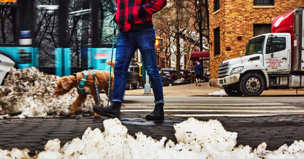 Dog Poop Wars: In New York, the Snow Is Foul, and So Is the Discourse